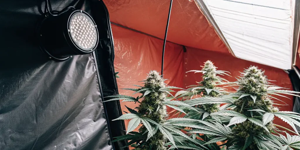 Plantes de cannabis en floraison sous lampe LED dans une tente indoor.