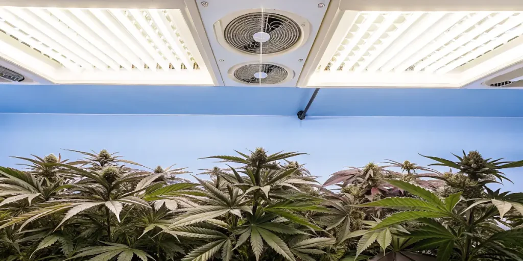 Culture de cannabis indoor avec panneaux LED et ventilation plafond.