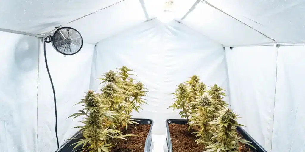 Plantes de cannabis sous eclairage blanc avec ventilateur mural en culture indoor.