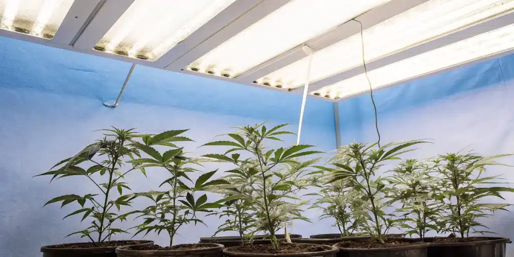 Plantes de cannabis en phase vegetative sous panneaux LED en interieur.