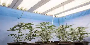 Plantes de cannabis en phase vegetative sous panneaux LED en interieur.