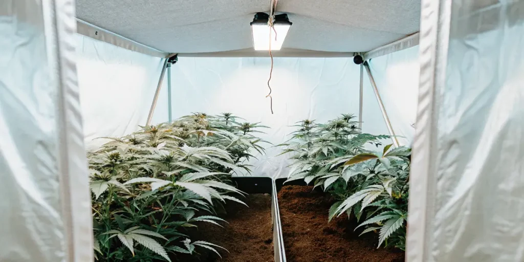 Culture de cannabis en tente indoor avec plantes en floraison.