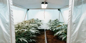 Culture de cannabis en tente indoor avec plantes en floraison.