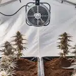 Plantes de cannabis en floraison dans une tente indoor avec ventilateur suspendu.