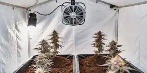 Plantes de cannabis en floraison dans une tente indoor avec ventilateur suspendu.