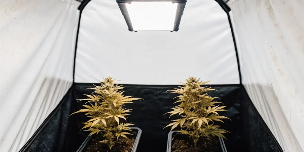 Deux plants de cannabis en tente de culture sous panneau LED.