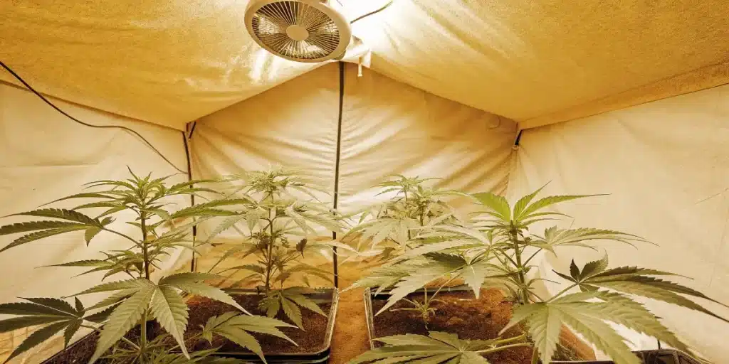 Culture de cannabis en interieur sous eclairage chaud avec ventilation.