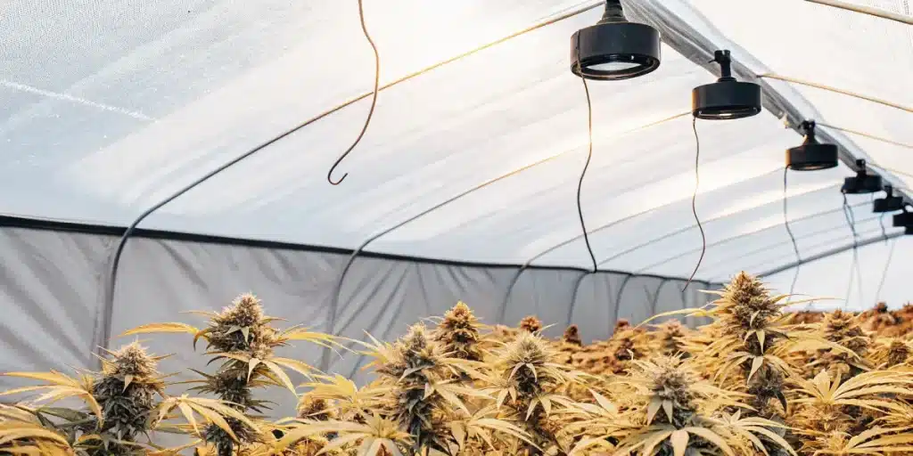 Plantes de cannabis en serre avec eclairage suspendu en phase de floraison.