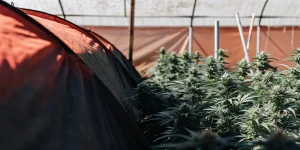 Plantes de cannabis en floraison avancee dans une serre exterieure sous tunnel.