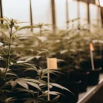 Plants de cannabis en serre avec étiquettes de suivi des nutriments