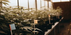 Plants de cannabis en serre avec étiquettes de suivi des nutriments
