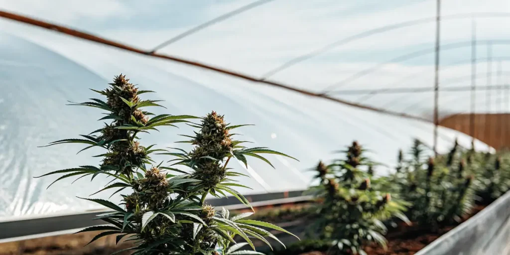 Plantes de cannabis en floraison dans une serre tunnel exterieure.