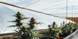 Plantes de cannabis en floraison dans une serre tunnel exterieure.