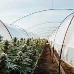 Culture de cannabis en serre tunnel avec rangees en floraison.