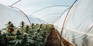 Culture de cannabis en serre tunnel avec rangees en floraison.