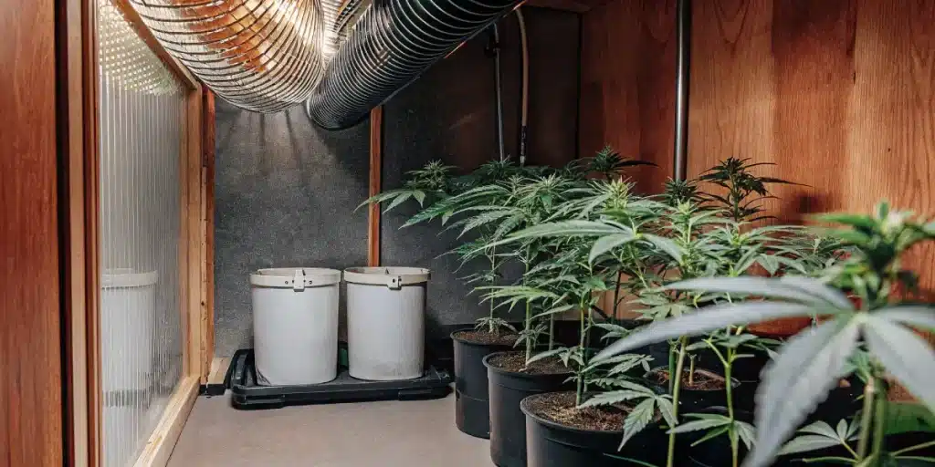Culture indoor Cream Auto avec systeme ventilation et extraction.