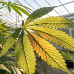 Feuille de cannabis jaunissante indiquant une carence en nutriments en serre