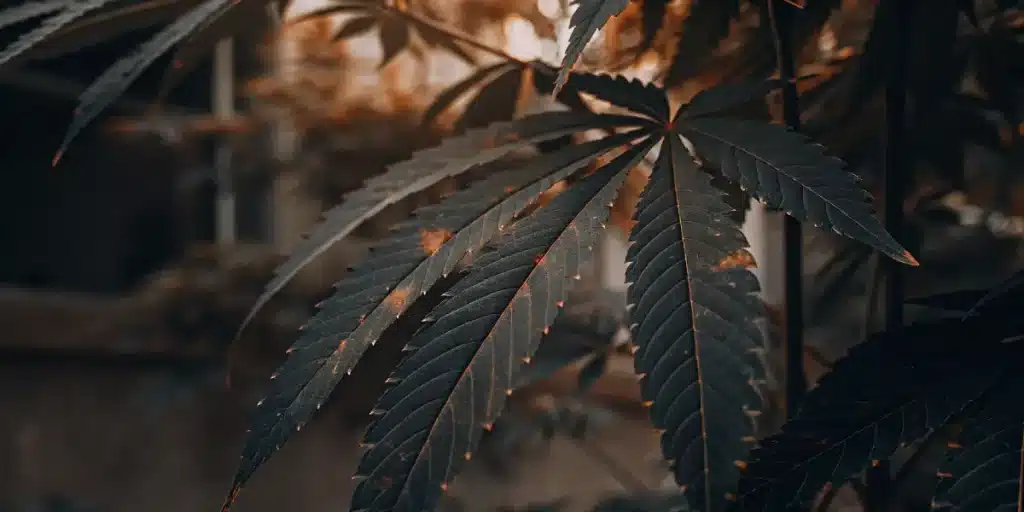 feuille de cannabis sombre avec lumière chaude en arrière-plan