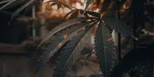 feuille de cannabis sombre avec lumière chaude en arrière-plan