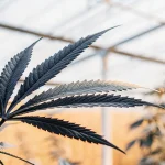 feuille de cannabis foncée en serre avec possible stress lumineux