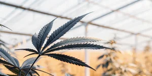 feuille de cannabis foncée en serre avec possible stress lumineux