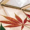 gros plan sur une feuille de cannabis rouge présentant des taches et signes de carence dans une serre