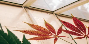 gros plan sur une feuille de cannabis rouge présentant des taches et signes de carence dans une serre