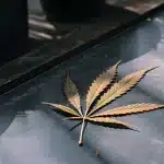 feuille de cannabis sèche avec signes de stress