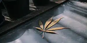 feuille de cannabis sèche avec signes de stress