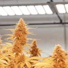 têtes de cannabis mûres sous éclairage LED en culture indoor