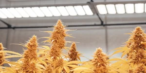 têtes de cannabis mûres sous éclairage LED en culture indoor