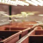 jeunes plantules de Grapefruit Auto cultivées sous éclairage LED dans un espace de culture intérieur