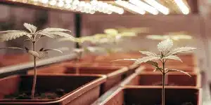 jeunes plantules de Grapefruit Auto cultivées sous éclairage LED dans un espace de culture intérieur