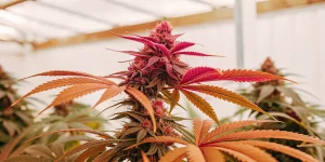 Fleur de cannabis avec feuilles rouges et orange en floraison avancee.