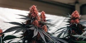 Gros plan de fleurs de cannabis roses avec feuilles foncees en interieur.