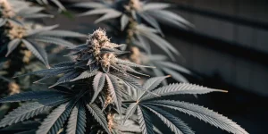 Gros plan d’une tete de cannabis en floraison avec feuilles detaillees.