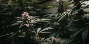 Gros plan de fleur de cannabis en floraison dans un environnement interieur sombre.