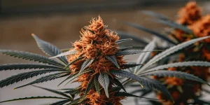 Gros plan d’une fleur de cannabis aux pistils orange et trichomes visibles.