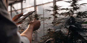 Inspection des plants de cannabis en floraison avec smartphone en serre