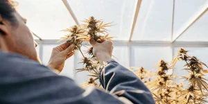 cultivateur inspectant des têtes de cannabis en serre