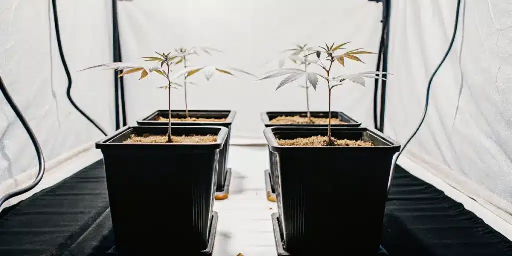 Jeunes plants de cannabis en pots noirs dans une tente de culture.