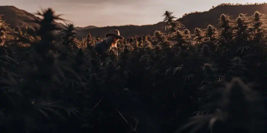 cultivateur au milieu d’une plantation de cannabis en fin de journée
