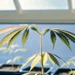 jeune plante de cannabis avec feuilles jaunissantes sous lumière