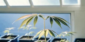 jeune plante de cannabis avec feuilles jaunissantes sous lumière