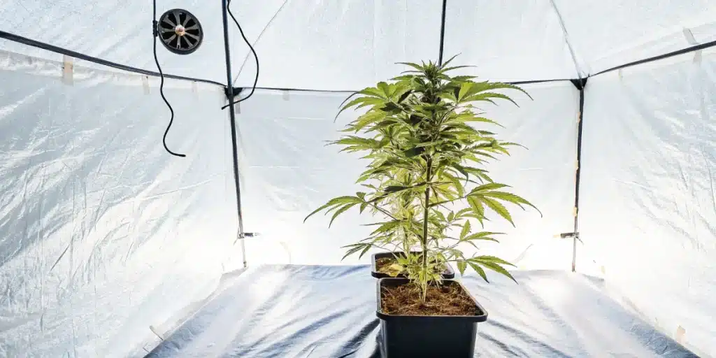 Plante de cannabis en phase vegetative dans une tente de culture.