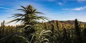 grande plante de cannabis saine cultivée en extérieur sous un ciel bleu ensoleillé