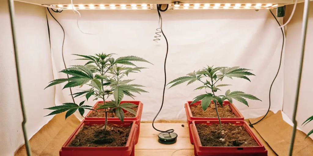 Jeunes plants de cannabis en bacs sous eclairage LED en interieur.