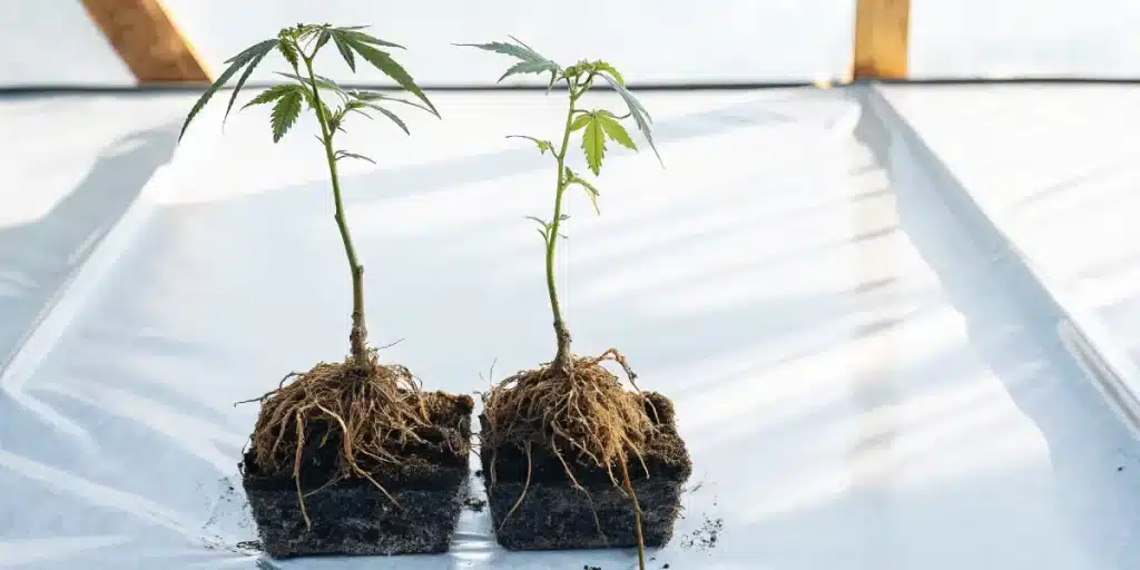 Jeunes plants de cannabis avec racines exposées prêts à être transplantés
