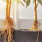 Racines de cannabis visibles hors du substrat dans une culture en serre
