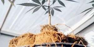 racines d’une plante de cannabis avec motte de terre